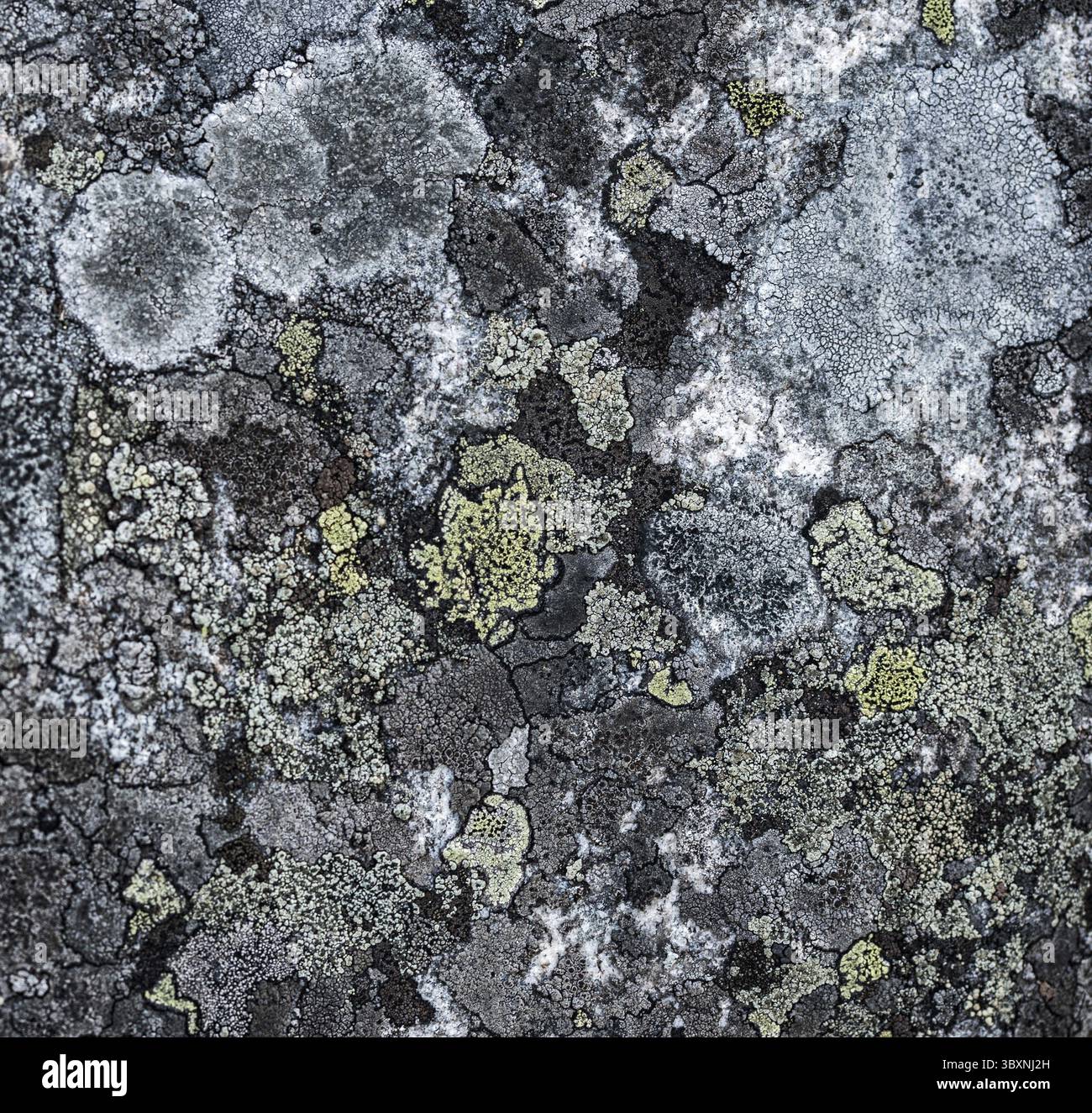 Mustertextur der rauhen grauen Steinoberfläche, die mit einem Moos gewachsen sind. Quadratisches Foto Stockfoto