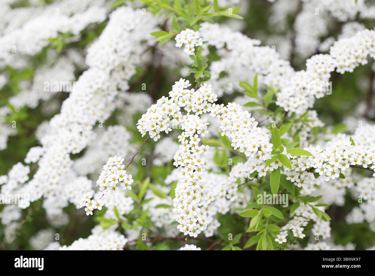 Blüte der Spirea nipponica Schneehügel im Frühling. Weiße Blüten von Spirea im Garten. Dekorative Blütensträucher für die Landschaftsgestaltung. Frühlingsflora Stockfoto