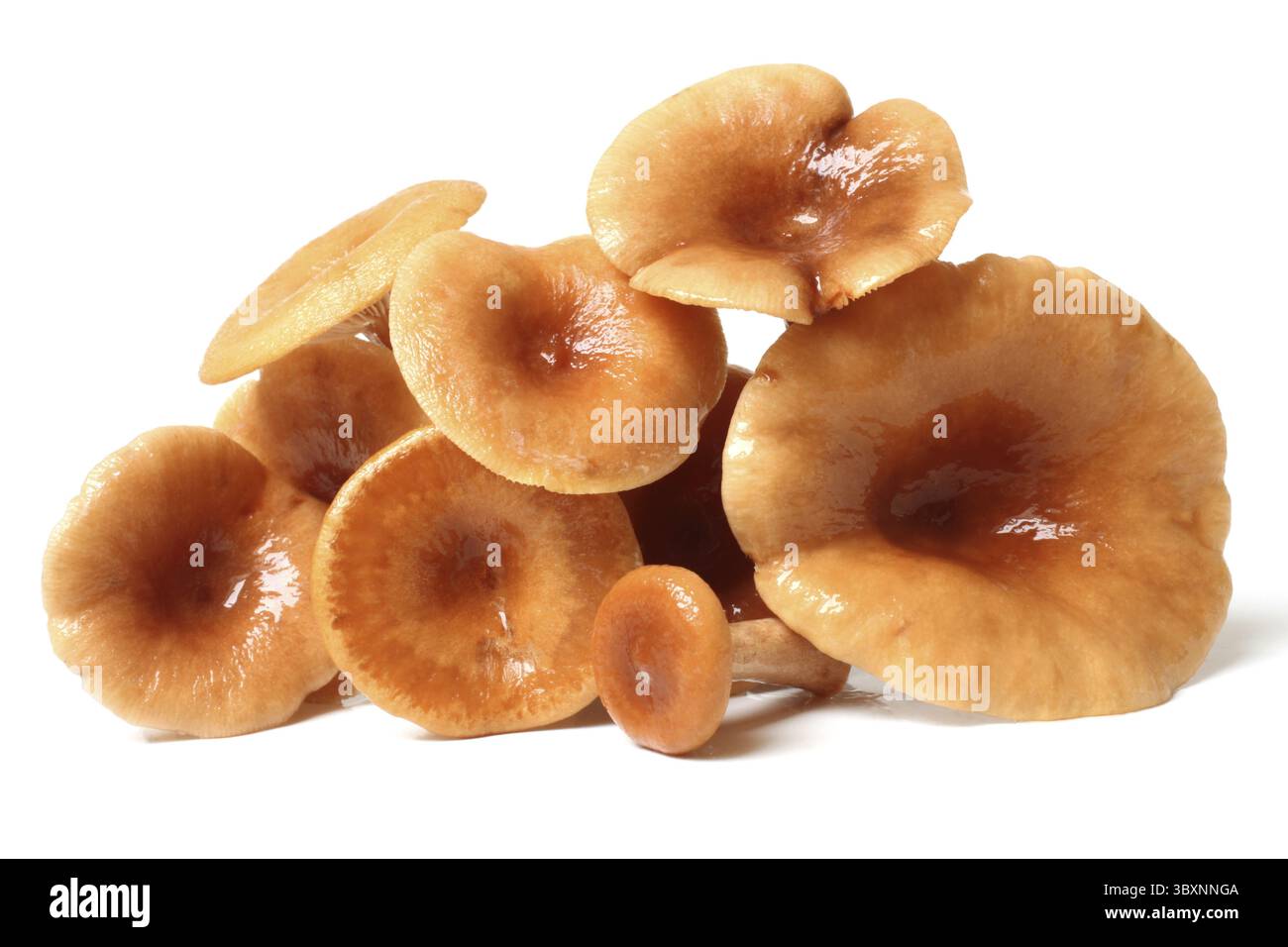 Rufous Milkcap (Lactarius rufus) Pilze auf weißem Hintergrund Stockfoto