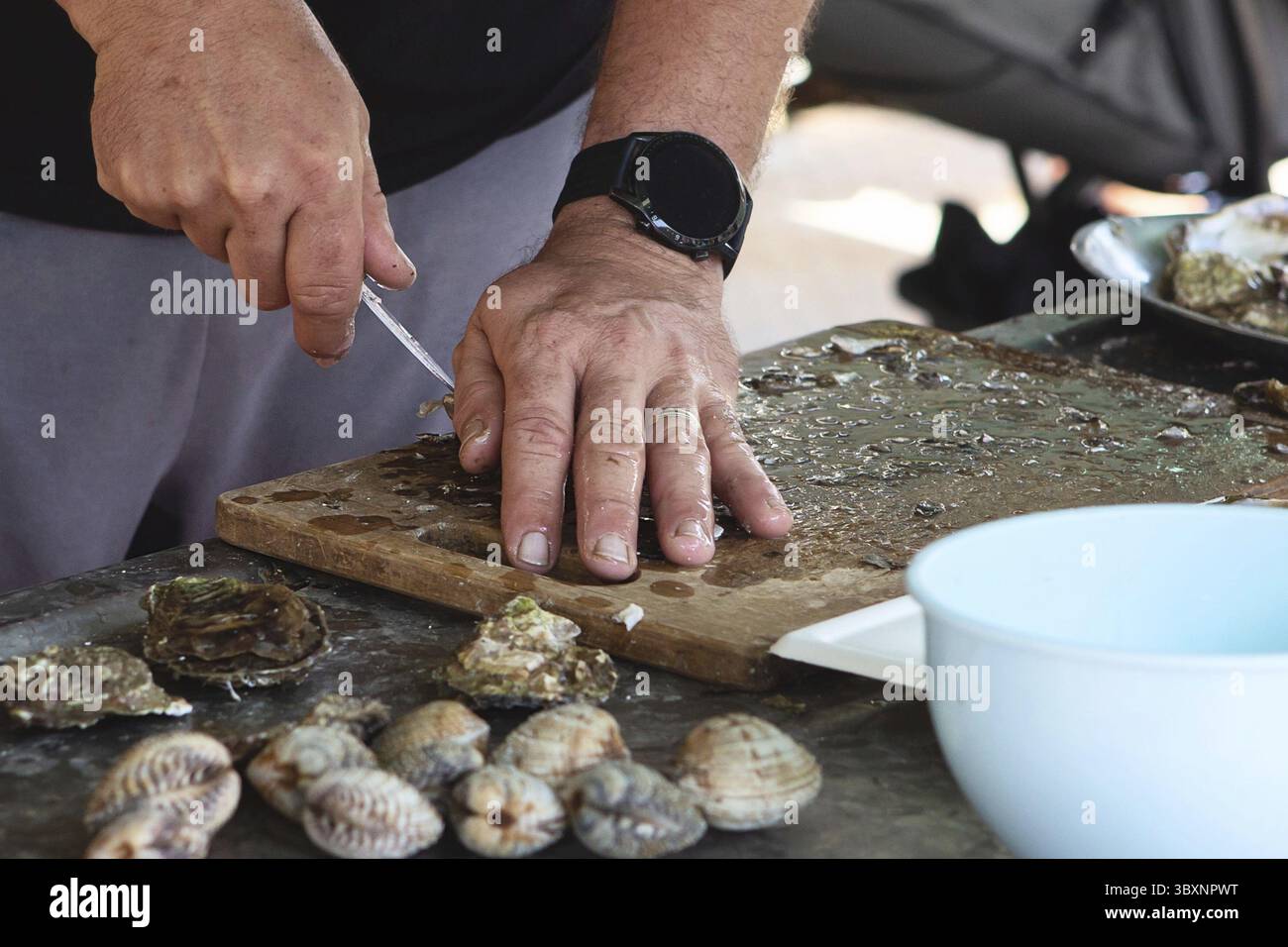 Öffnen der hohlen und flachen Austern. Der Prozess des Öffnens von Austern und Muscheln. Männliche Hände öffnen Muscheln für Besucher einer Muschelfarm Stockfoto