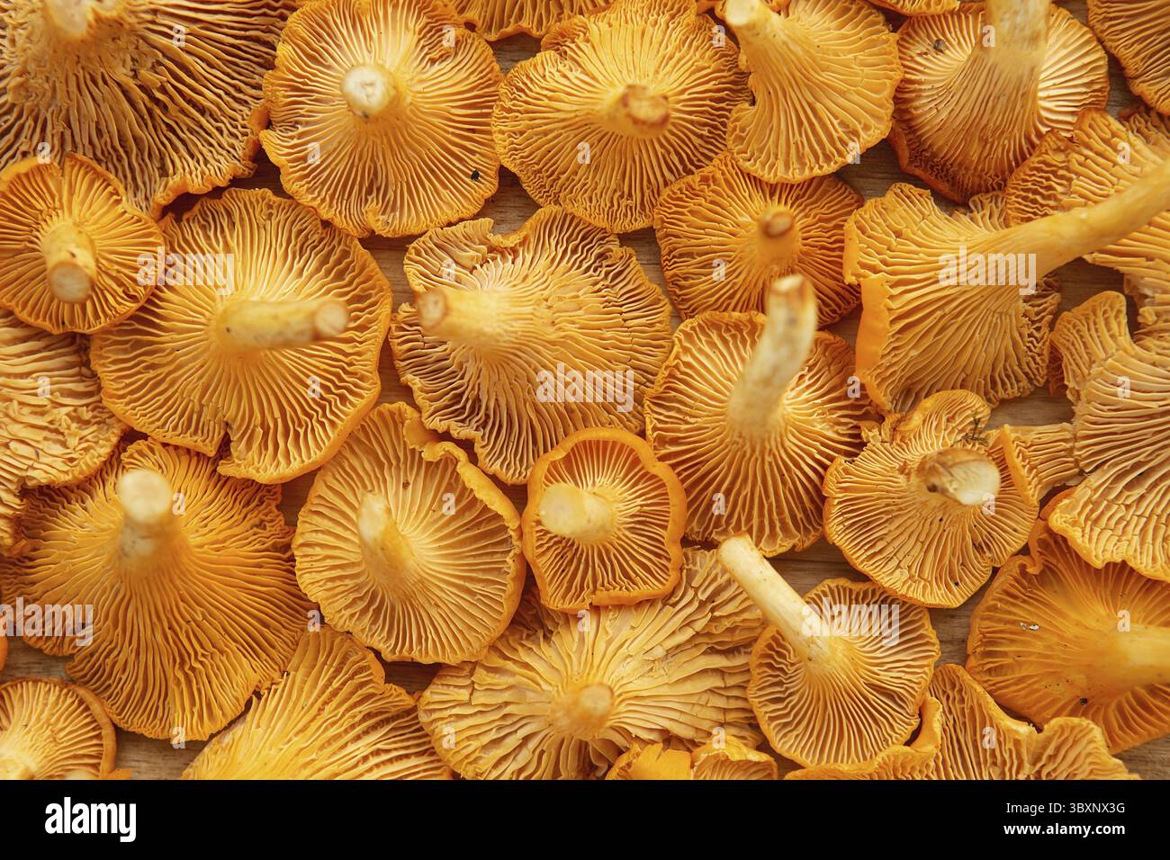 Frisch geernteter gelber Pfifferling. Pfifferling- oder Girolle-Pilze. Nahaufnahme frischer Speisepilze. Waldorangenpilze Stockfoto