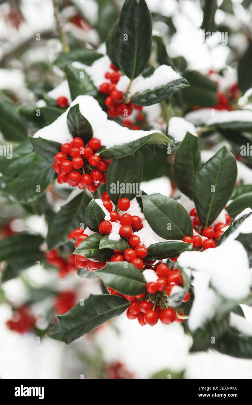 Weihnachten Holly rote Beeren, Ilex aquifolium Pflanze. Holly Green Laub mit reifen roten Beeren. Ileex aquifolium oder Weihnachtsholly. Grüne Blätter und Stockfoto