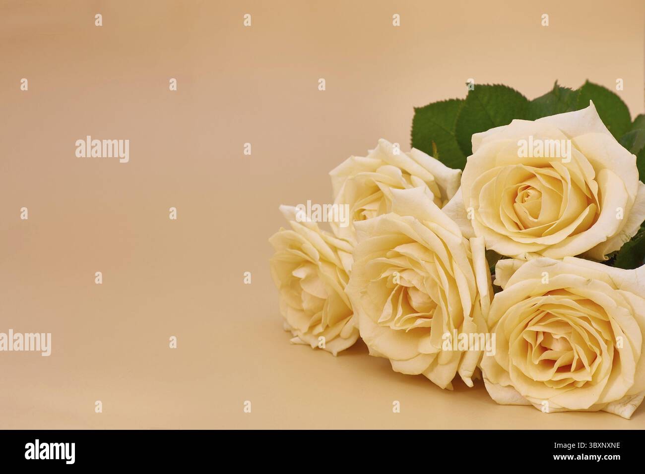Fünf gelbe Rosen auf gelbem Hintergrund mit Kopierraum Stockfoto