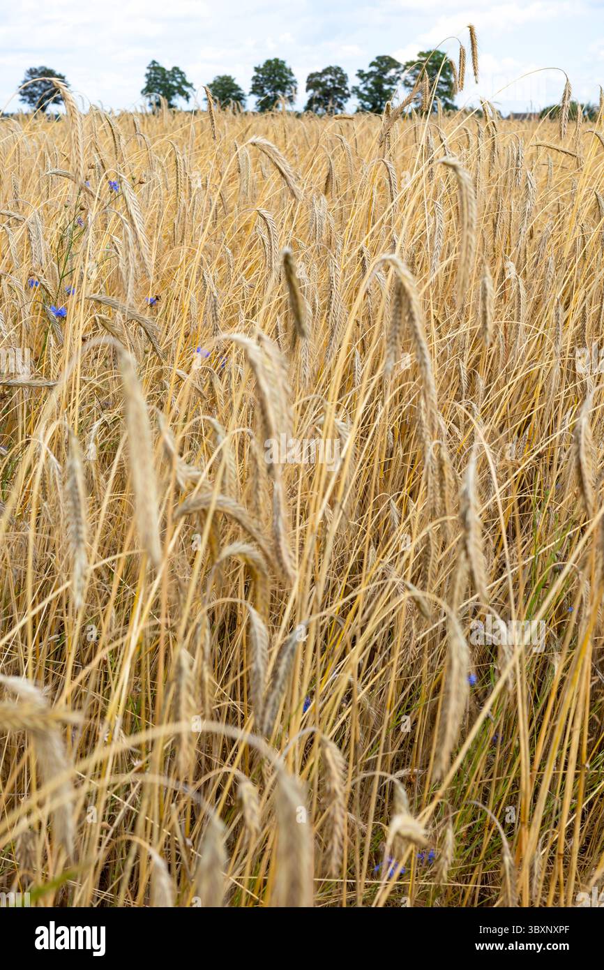 Goldene Triticalaohren. Getreide bereit für die Ernte. Foto an einem sonnigen Tag. Stockfoto