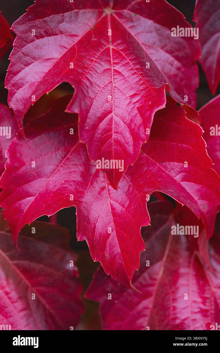 Zaun bedeckt mit roten Efeu-Herbstblättern. Herbstsaison, oktober. Rote Herbstelffeublätter an der Wand, Hintergrund. Rote Blätter von Jungtrauben, Herbstfarbe Stockfoto