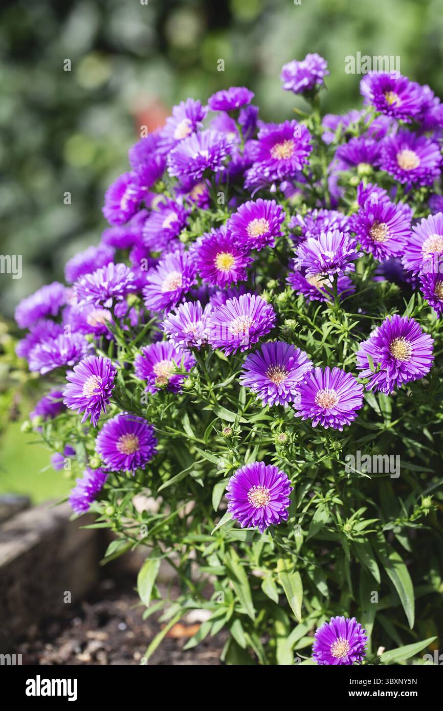 Hintergrund mit violetten Astern. Rosafarbene Gänseblümchen. Aster alpinus, mehrjährig. Blumenhintergrund. Lila Blumen Michaelmas Daisy (Aster Amellus). Herbst Aster Stockfoto