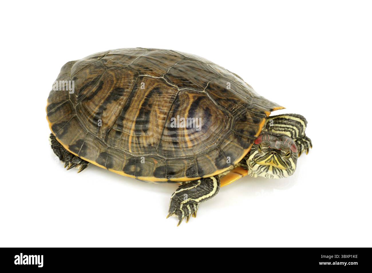Sumpfschildkröte auf weißem Hintergrund Stockfoto