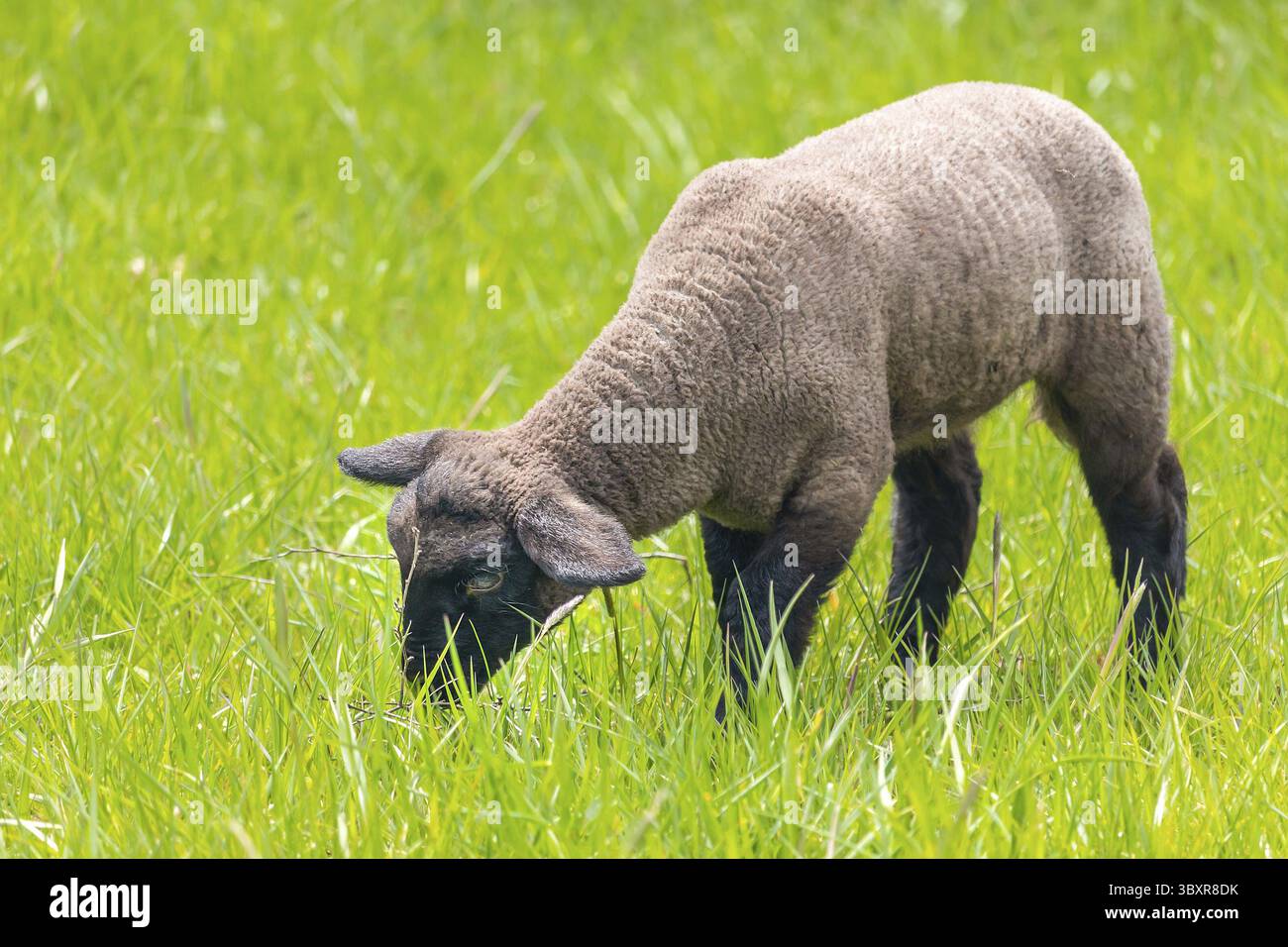 Lamm weidet im Gras - ein junges Suffolk-Schaf auf der Weide, Seitenansicht Stockfoto
