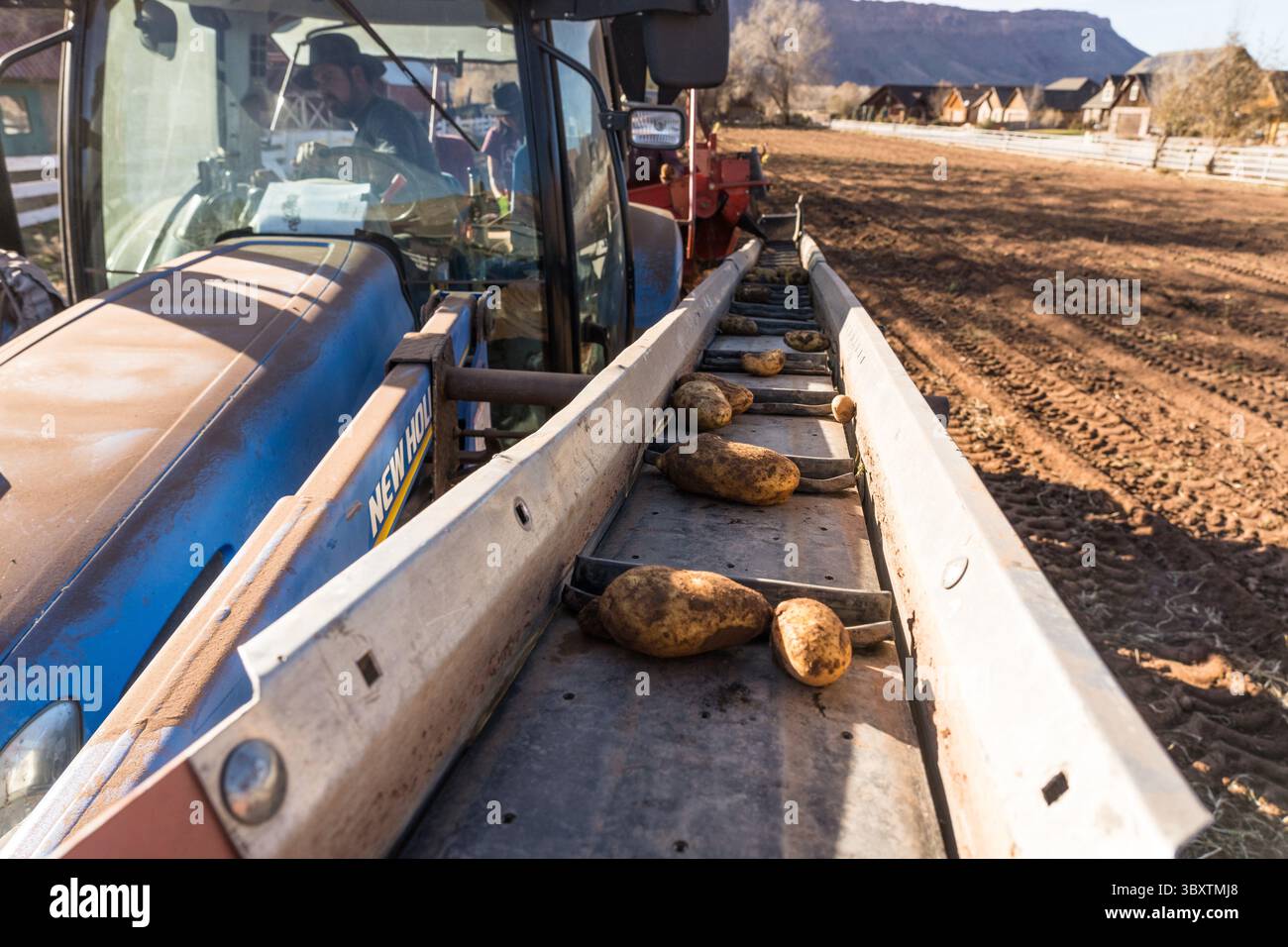 3. Dezember 2021: Nachdem die Schmutzklumpen entfernt wurden, werden die geernteten Kartoffeln ein weiteres Förderband in eine Box an der Fünften Vorderseite des Traktors befördert. Moab, Utah. (Kreditbild: © Jon G. Fuller/VW Pics via ZUMA Press Wire) Stockfoto