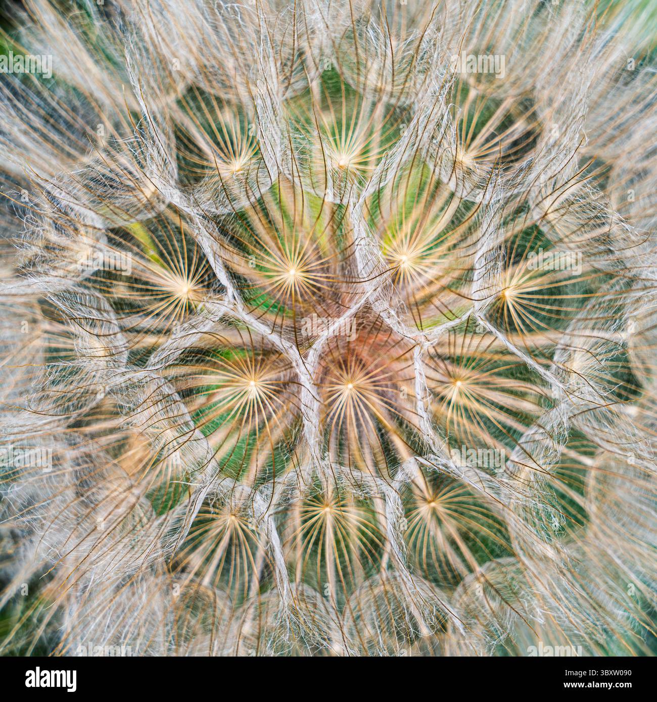 Der Ausbruch eines Löwenzahn-Samenkopfes im Theodore Roosevelt National Park, North Dakota, zeigt das komplizierte Design der Natur. Die empfindliche Struktur sorgt dafür Stockfoto