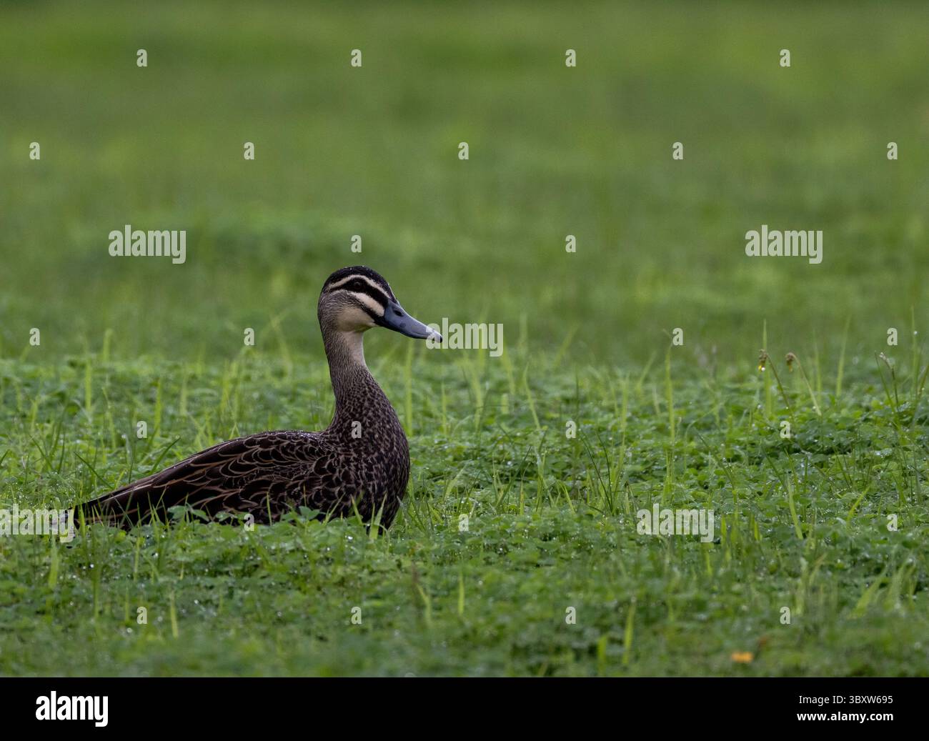 Pazifische Schwarze Ente im Gras an einem Flussufer. Stockfoto