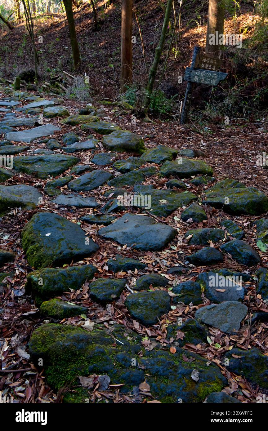 Überreste des bewaldeten Kopfsteinpflasterwegs aus der Edo-Zeit Old Tokaido Highway, der sich zwischen Edo und Kyoto bei Hakone, Kanagawa, Japan erstreckt. Stockfoto