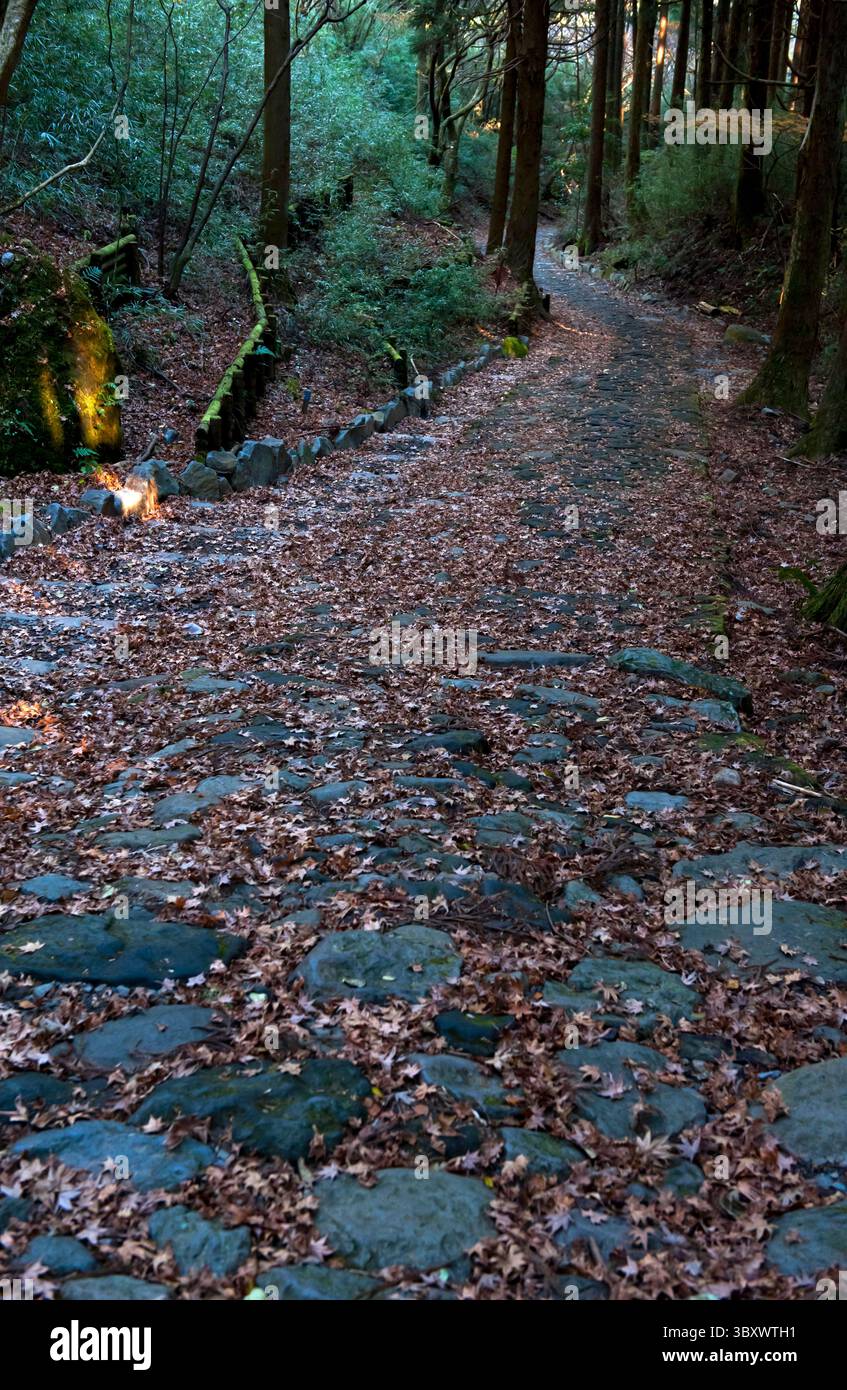 Überreste des bewaldeten Kopfsteinpflasterwegs aus der Edo-Zeit Old Tokaido Highway, der sich zwischen Edo und Kyoto bei Hakone, Kanagawa, Japan erstreckt. Stockfoto