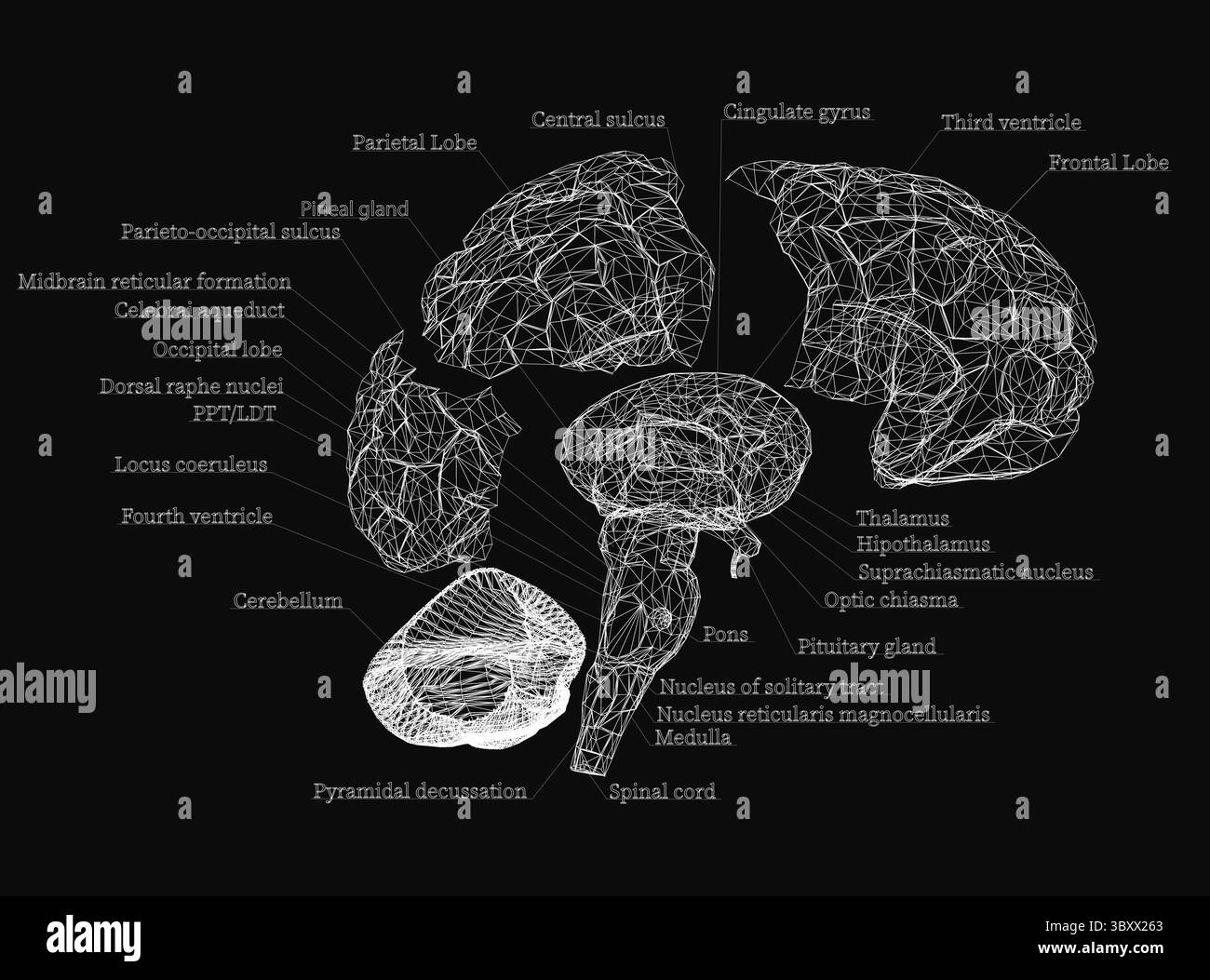 Eine Zeichnung des Gehirns mit dem Wort „Gehirn“ in der oberen linken Ecke. Die Zeichnung ist schwarz-weiß Stock Vektor
