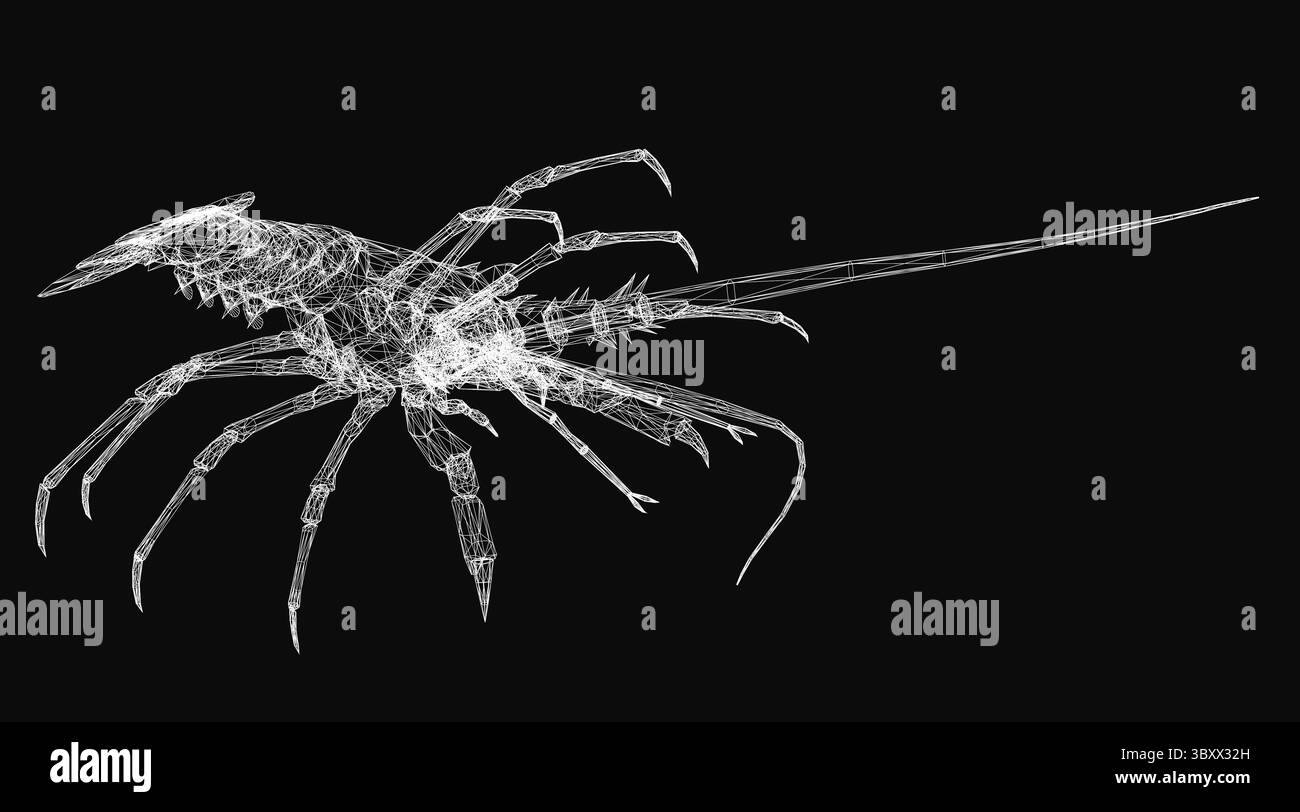 Ein 3D-Hummer mit Drahtdarstellung, bestehend aus weißen Linien auf schwarzem Hintergrund, mit detaillierten Krallen, segmentiertem Schwanz und langen Antennen. Das stilisierte Netz d Stock Vektor
