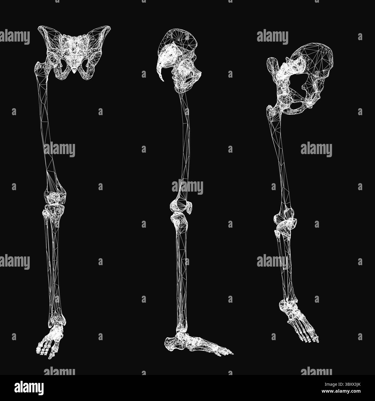 Ein menschliches Bein- und Oberschenkelskelett im 3D-Drahtmodell mit Front-, Seiten- und isometrischen Ansichten. Das anatomische Modell hebt die Knochenstruktur mit hervor Stock Vektor