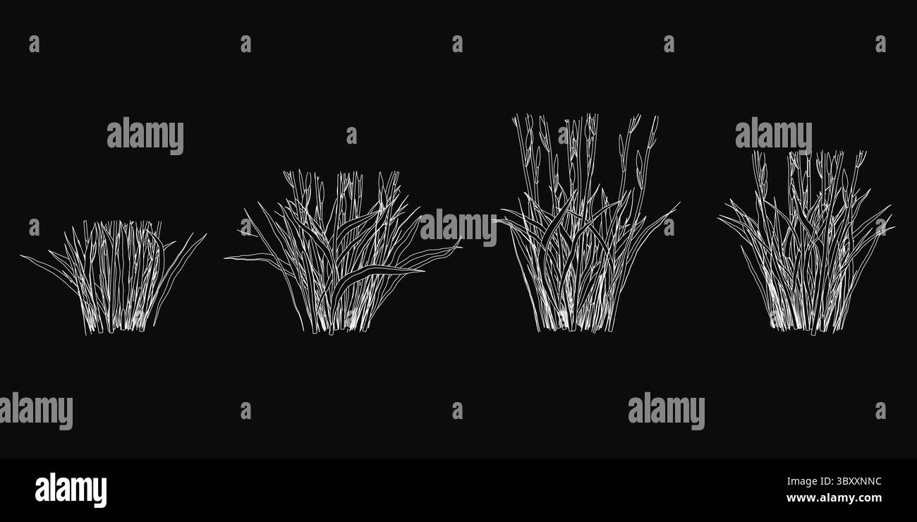 Vier Grasarten mit detaillierten Konturen heben sich vor einem schwarzen Hintergrund hervor und betonen ihre natürlichen Strukturen und Formen. Die realistische Schattierung Stock Vektor