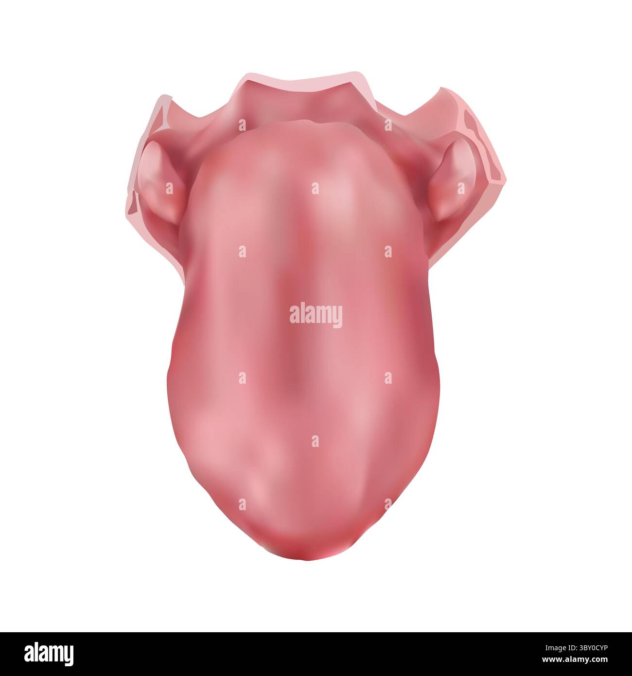 Zungendarstellung auf weißem Hintergrund vol 01 Stock Vektor