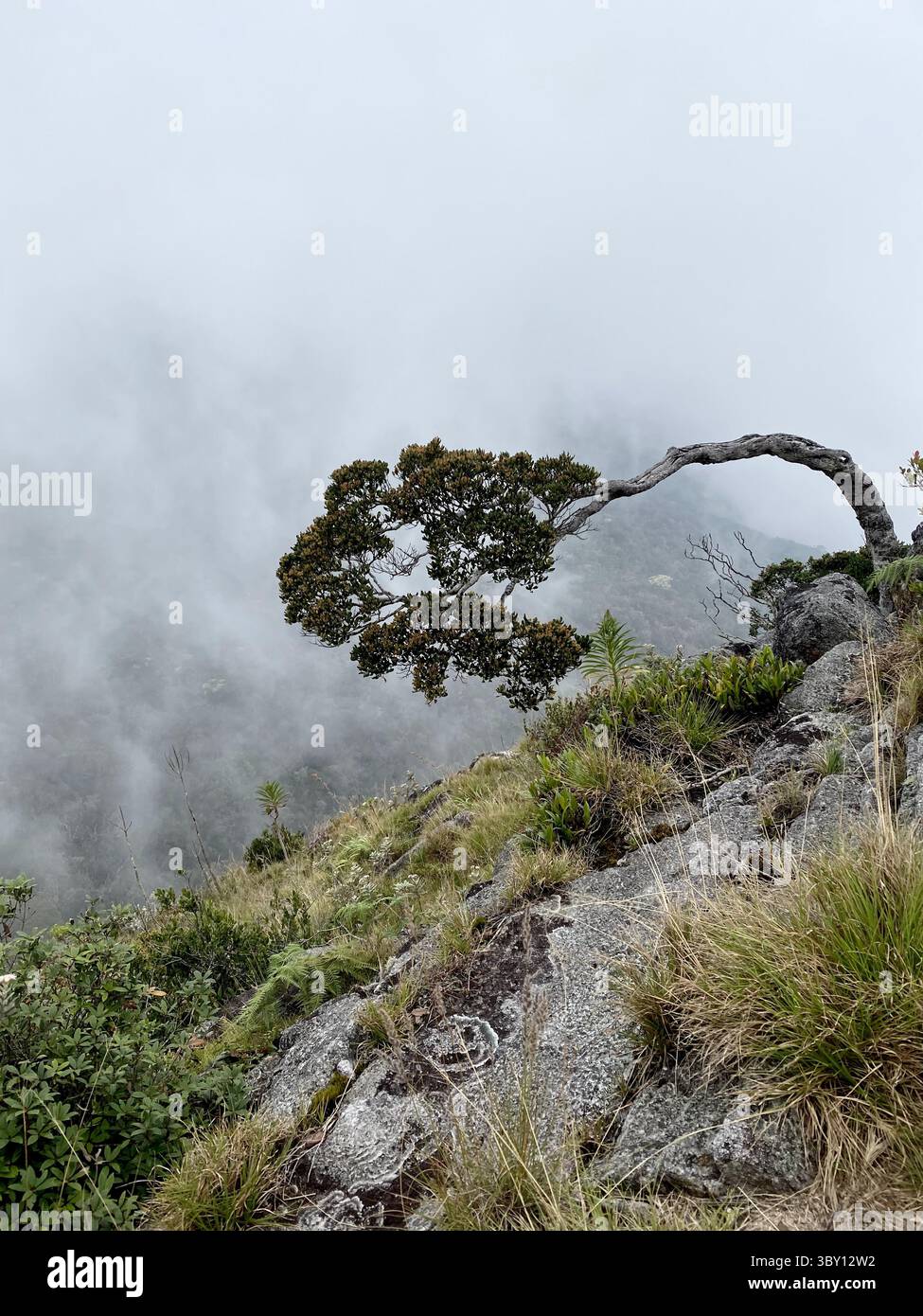 Ein einsamer windgepeitschter Baum steht als Beweis für Widerstandsfähigkeit an einem nebeligen Berghang im Central Highlands von Sri Lanka. Stockfoto