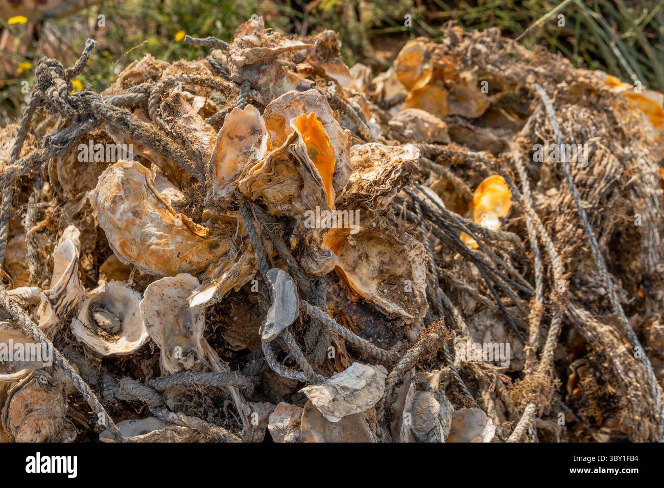 Leere Austernschalen zwischen Seilen und Fischernetzen in einem Fischerdorf in Leucate, Frankreich. Stockfoto