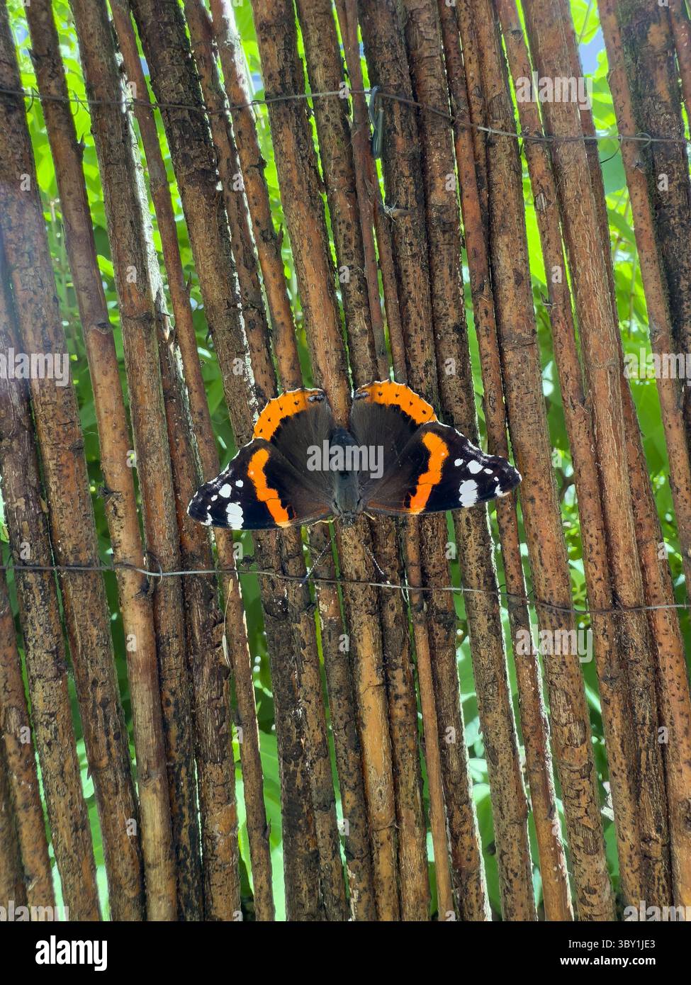 Schmetterling auf rustikalem Holzzaun, leuchtende Flügel im Sonnenlicht, perfekt für Öko-Designs, Bio-Branding, Achtsamkeitskonzepte, Sommer A Stockfoto