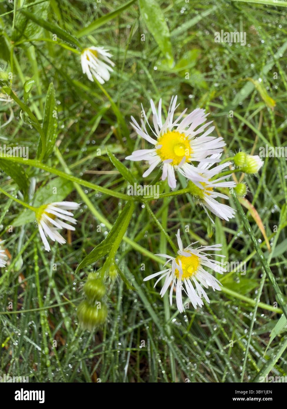 Weiße Wildblumen mit gelben Zentren und Tautropfen auf lebendigem grünem Gras, perfekt für Öko-Branding, saisonale Kampagnen, Naturblogs und Wellness-Visual - Smartphone-aufgenommenes Stockfoto