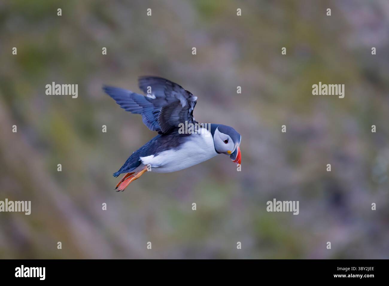 Atlantic Puffin im Flug auf Sumburgh Head Festland Shetland Schottland Stockfoto