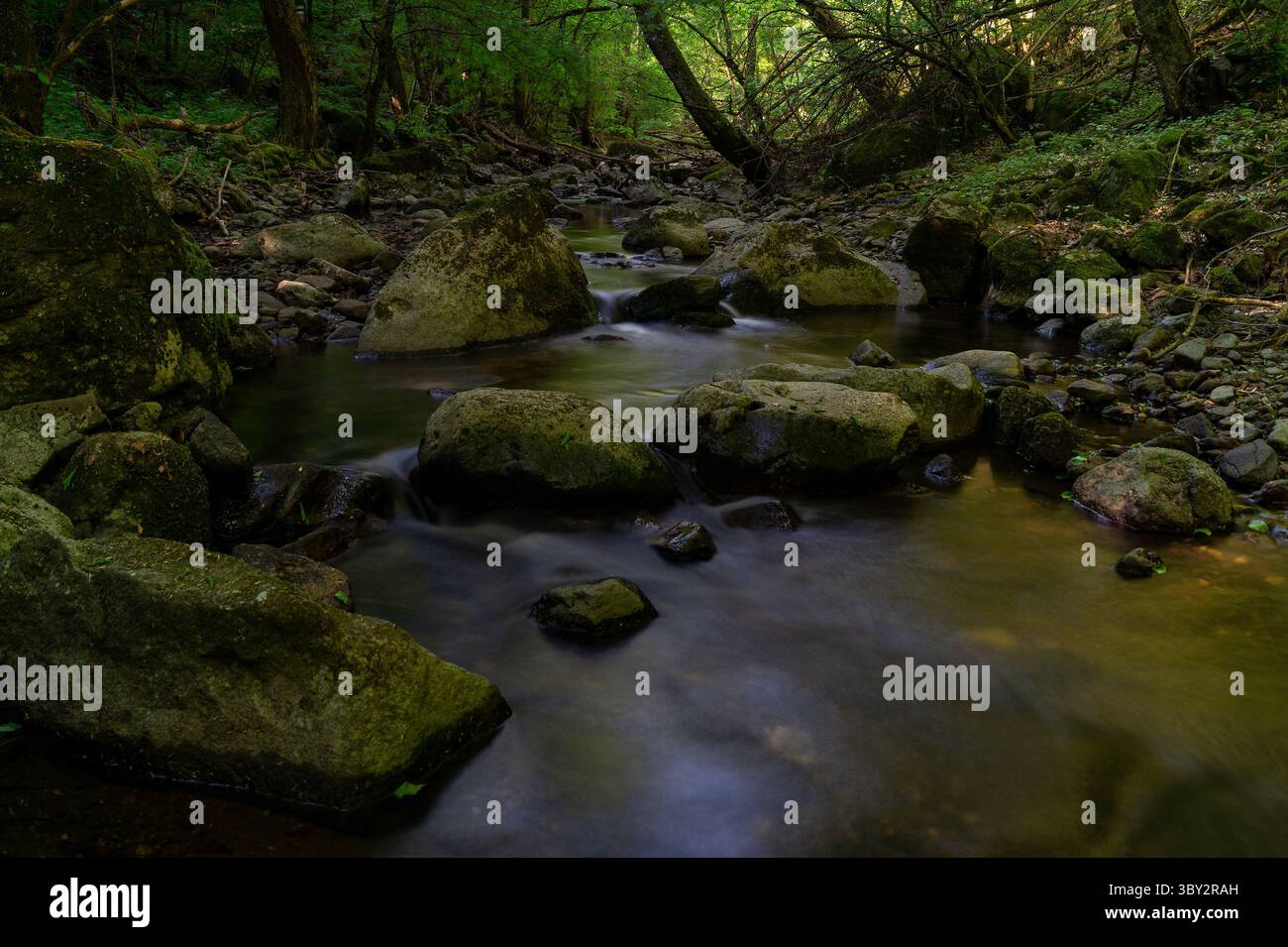 Ruhiger Waldstrom Mit Moosfelsen Und Sanftem Wasserfluss In Der Grünen Wildnis Am Dappled Morning Light Stockfoto