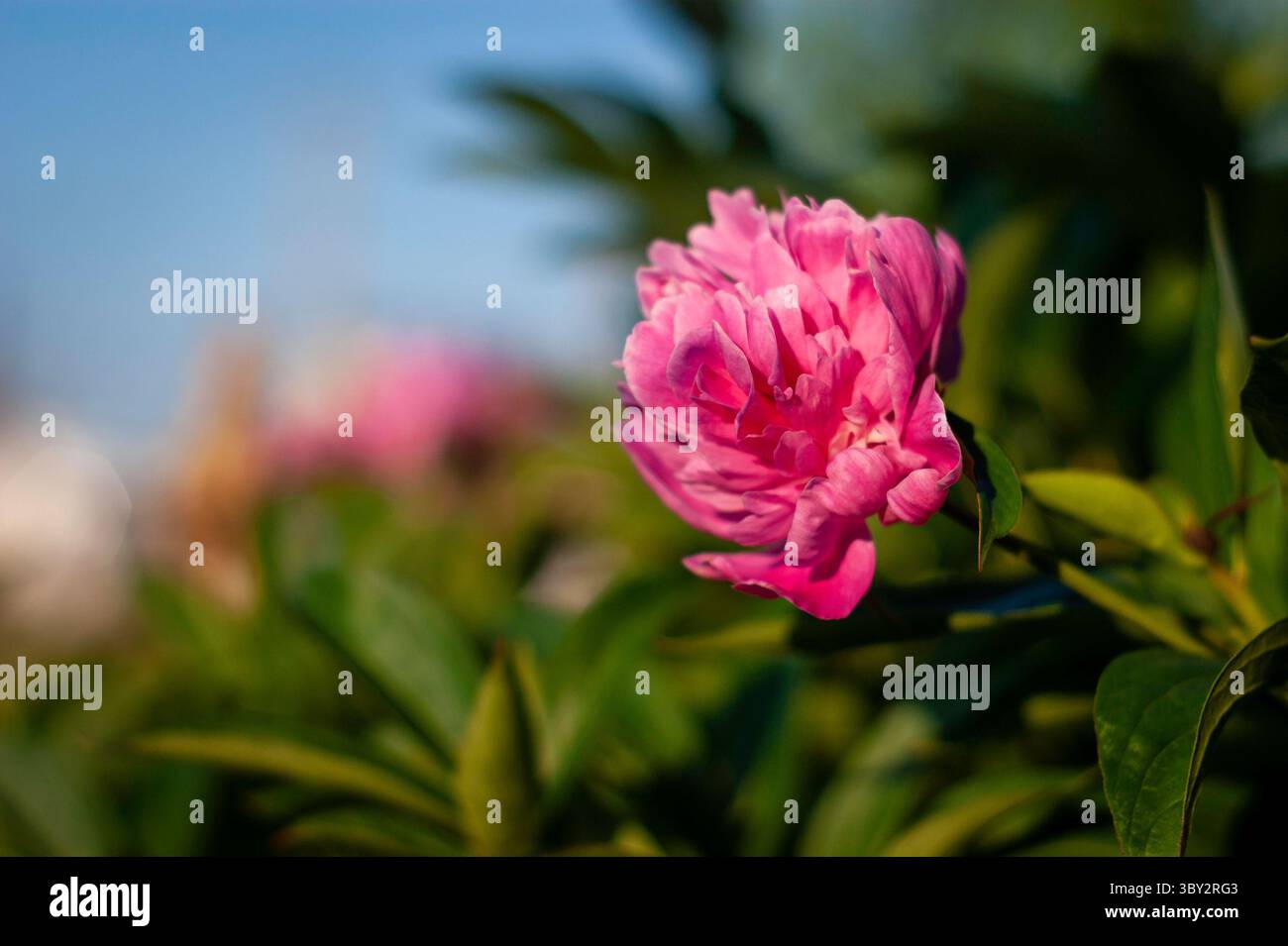 Lebendige rosa Pfingstrose Blüte im sonnendurchfluteten Garten zwischen üppigem grünem Laub und weicher Hintergrundunschärfe Stockfoto