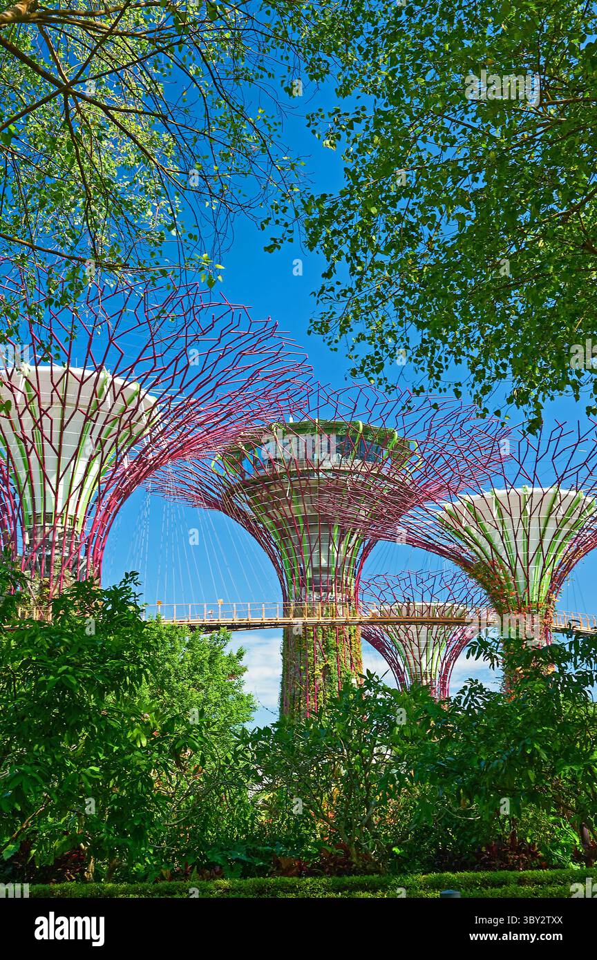 Singapur Superbäume in den Gärten an der Bucht Stockfoto