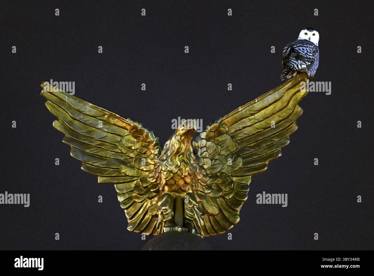 13. Januar 2022, Washington, DC, USA: Eine Snowy Owl besucht Union Station zur Freude von Vogelbeobachtern und Fotografen in Washington DC. (Foto: © Carol Guzy/ZUMA Press Wire) Stockfoto