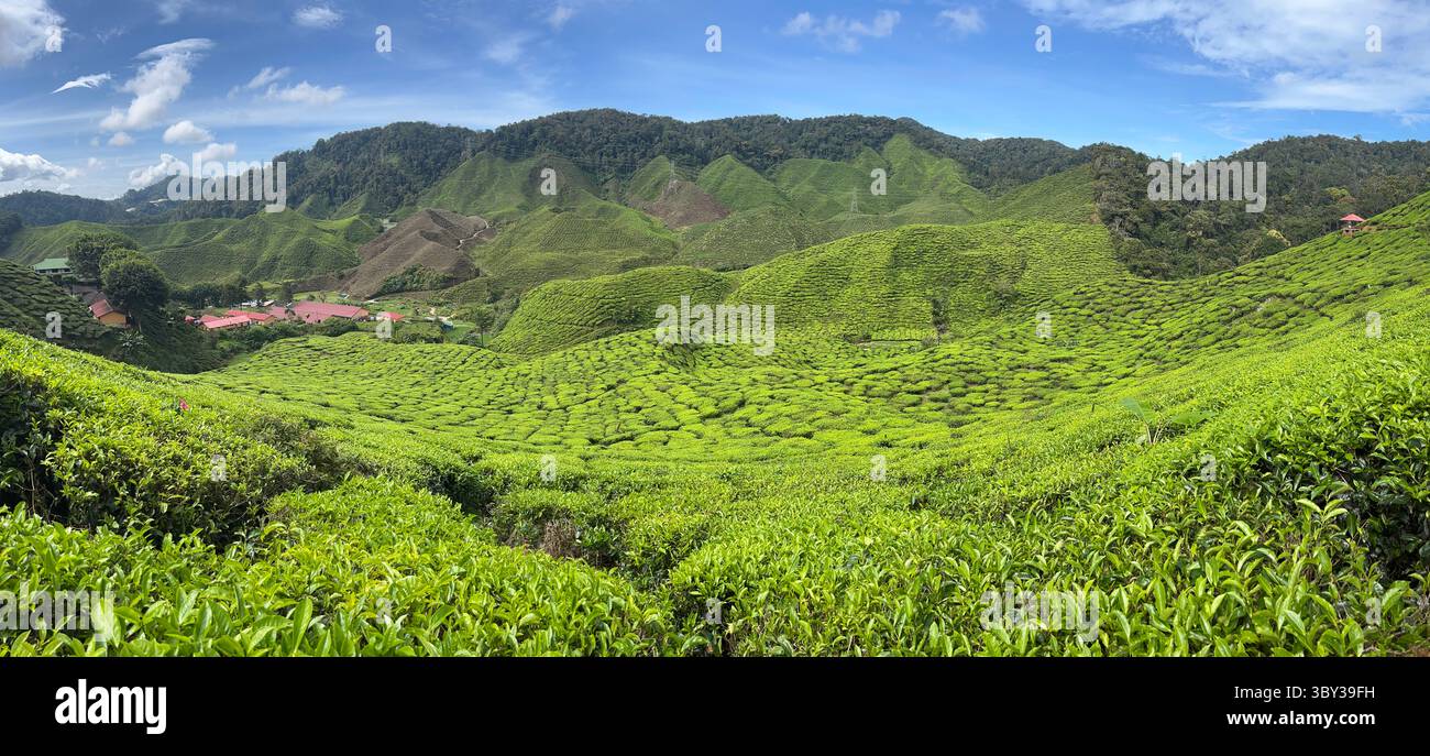 Teeplantagen in den Cameron Highlands, Malaysia Stockfoto
