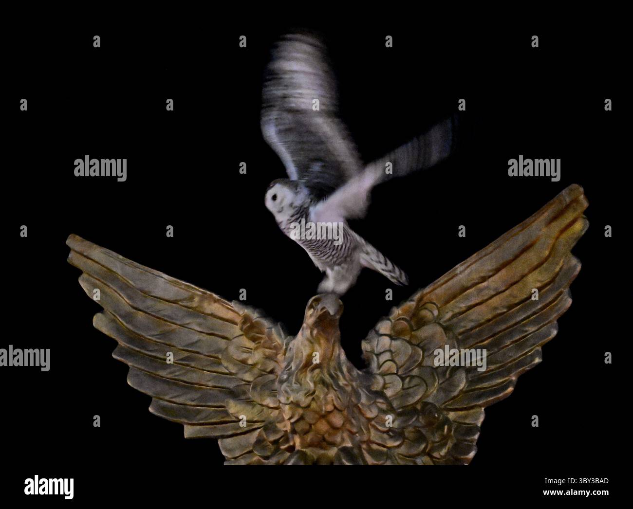 8. Februar 2022, Washington, DC, USA: A Snowy Owl besucht Union Station, um Vogelbeobachter und Fotografen am 8. Februar 2022 in Washington DC zu begeistern. (Bild: © Carol Guzy/ZUMA Press Wire) Stockfoto