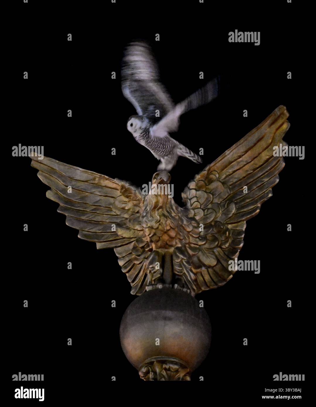 8. Februar 2022, Washington, DC, USA: A Snowy Owl besucht Union Station, um Vogelbeobachter und Fotografen am 8. Februar 2022 in Washington DC zu begeistern. (Bild: © Carol Guzy/ZUMA Press Wire) Stockfoto