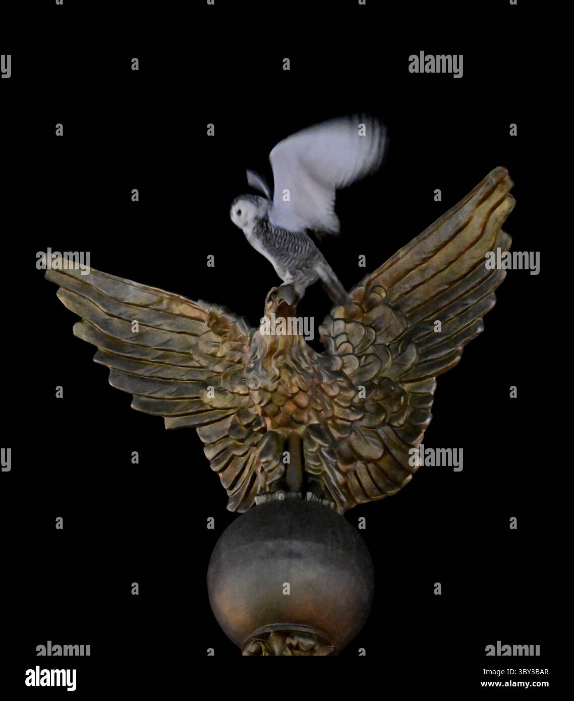 8. Februar 2022, Washington, DC, USA: A Snowy Owl besucht Union Station, um Vogelbeobachter und Fotografen am 8. Februar 2022 in Washington DC zu begeistern. (Bild: © Carol Guzy/ZUMA Press Wire) Stockfoto