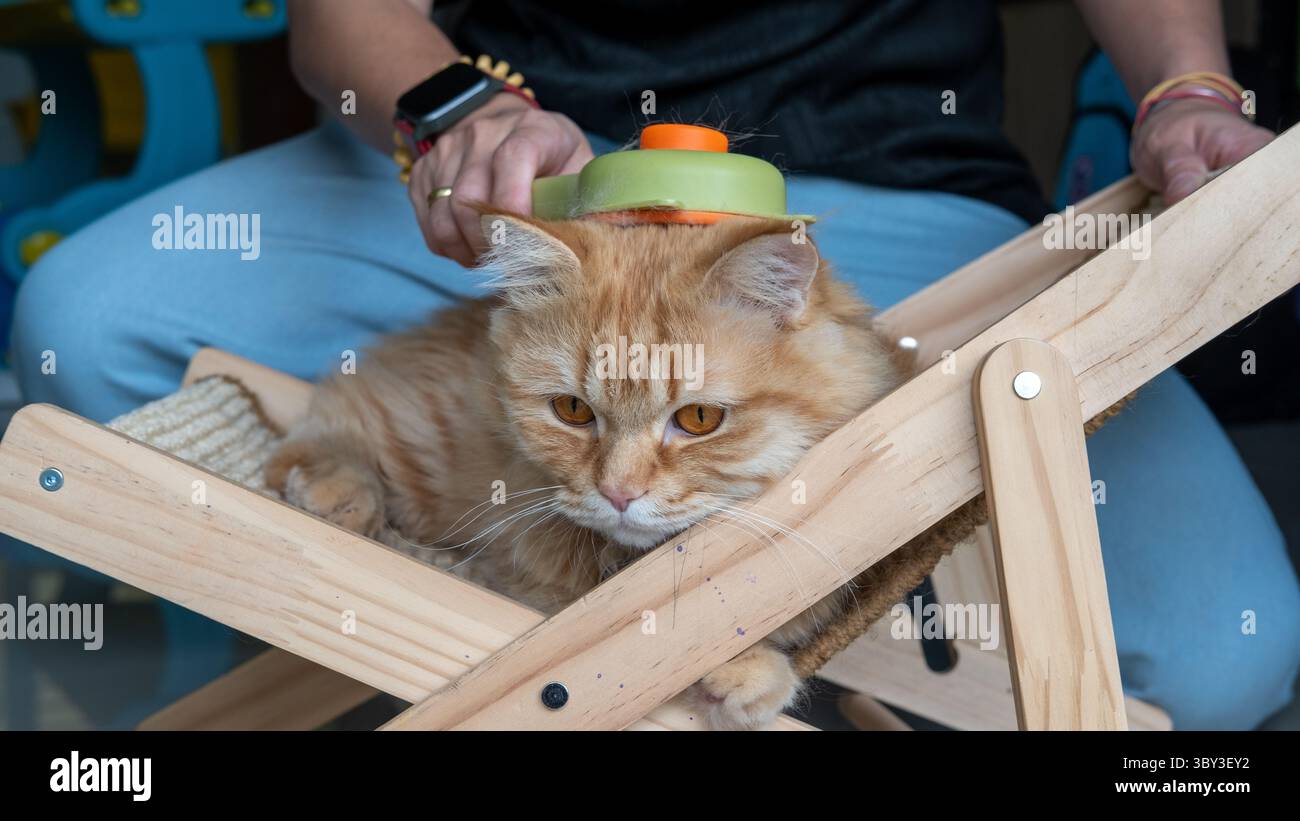 Katze mit orangefarbener Bürste für die Hand von Frauen – Tierpflege, Katzenpflege, Tierliebekonzept Stockfoto
