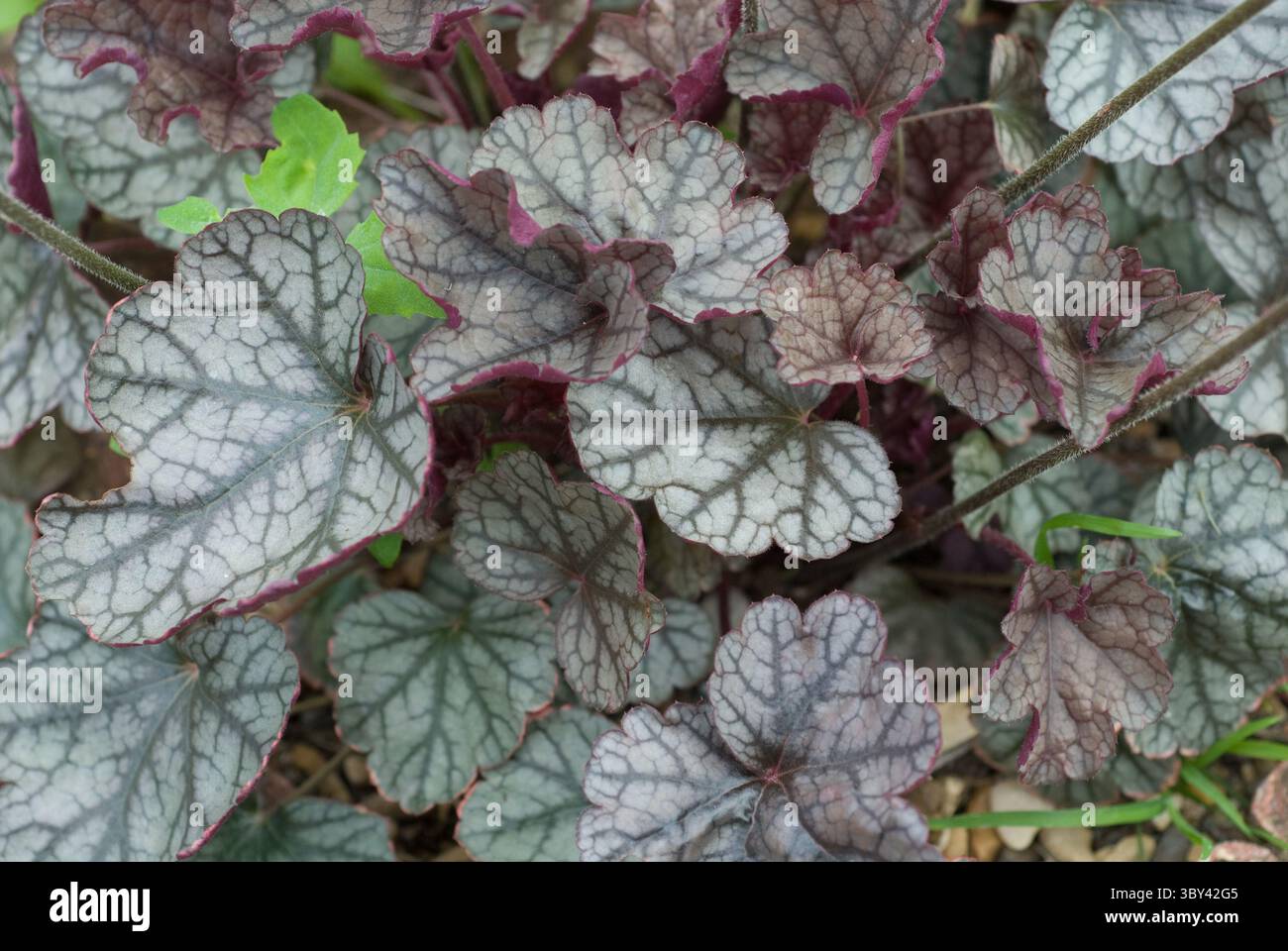 In einem üppigen Garten mit komplexen Adern und Texturen gedeihen dichte Cluster aus silbernen und violetten Blättern. Stockfoto
