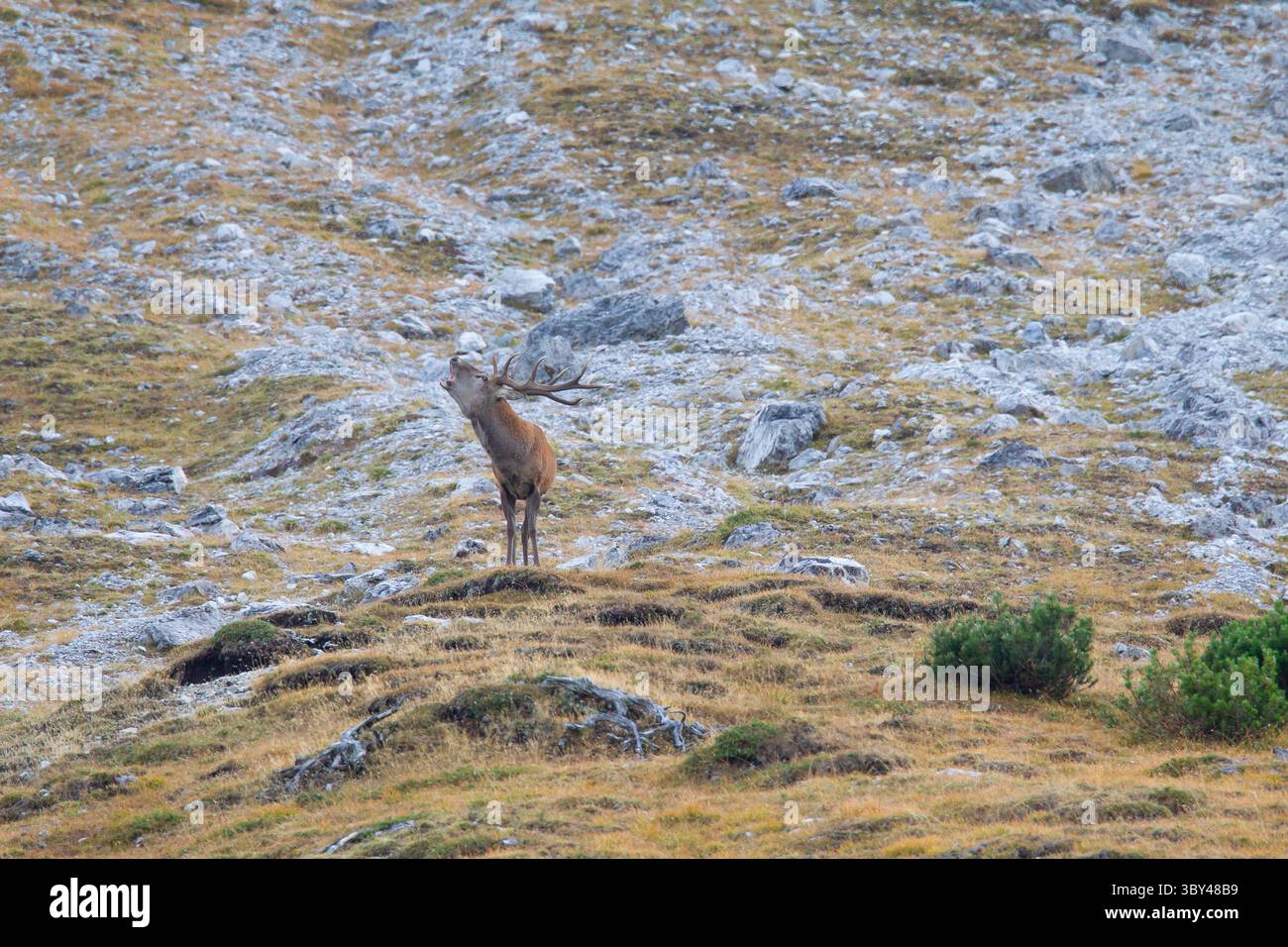 Rotwild, Cervus elaphus, Rotwild auf dem Berg, Graubünden, Schweiz Stockfoto