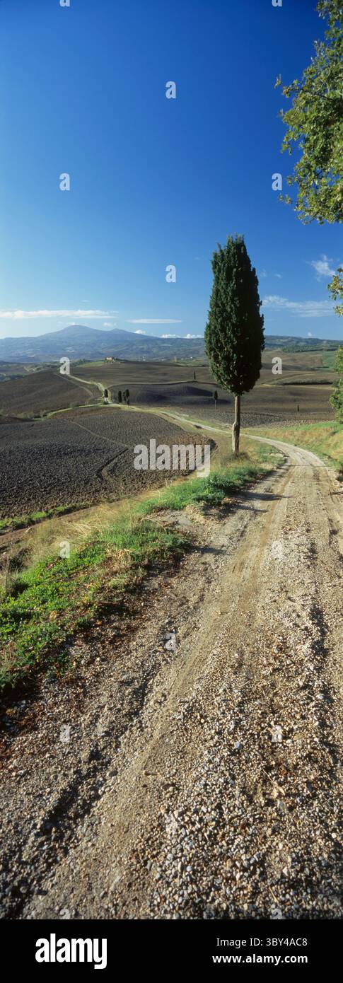 Eine einsame Zypresse steht neben einem Bauernhof unter klarem blauen Herbsthimmel in einer typischen toskanischen Landschaft in der Nähe von Pienza Stockfoto