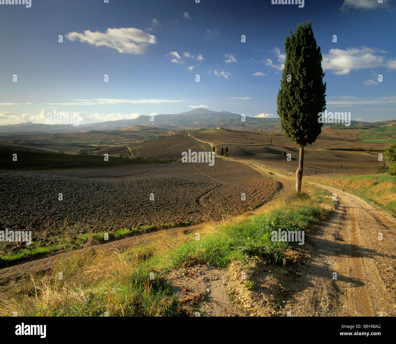 Eine einsame Zypresse steht neben einem Bauernhof unter dem klaren blauen Herbsthimmel in einer typischen toskanischen Landschaft mit sanften Hügeln in der Nähe von Pienza Stockfoto