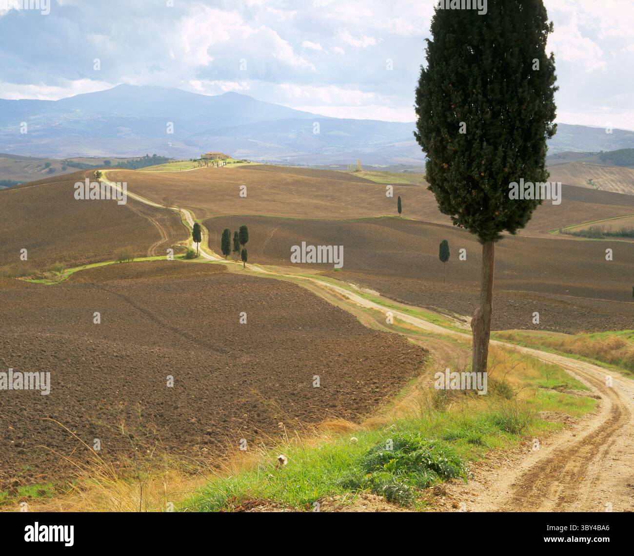 Eine einsame Zypresse steht neben einem Bauernhof unter dem klaren blauen Herbsthimmel in einer typischen toskanischen Landschaft mit sanften Hügeln in der Nähe von Pienza Stockfoto