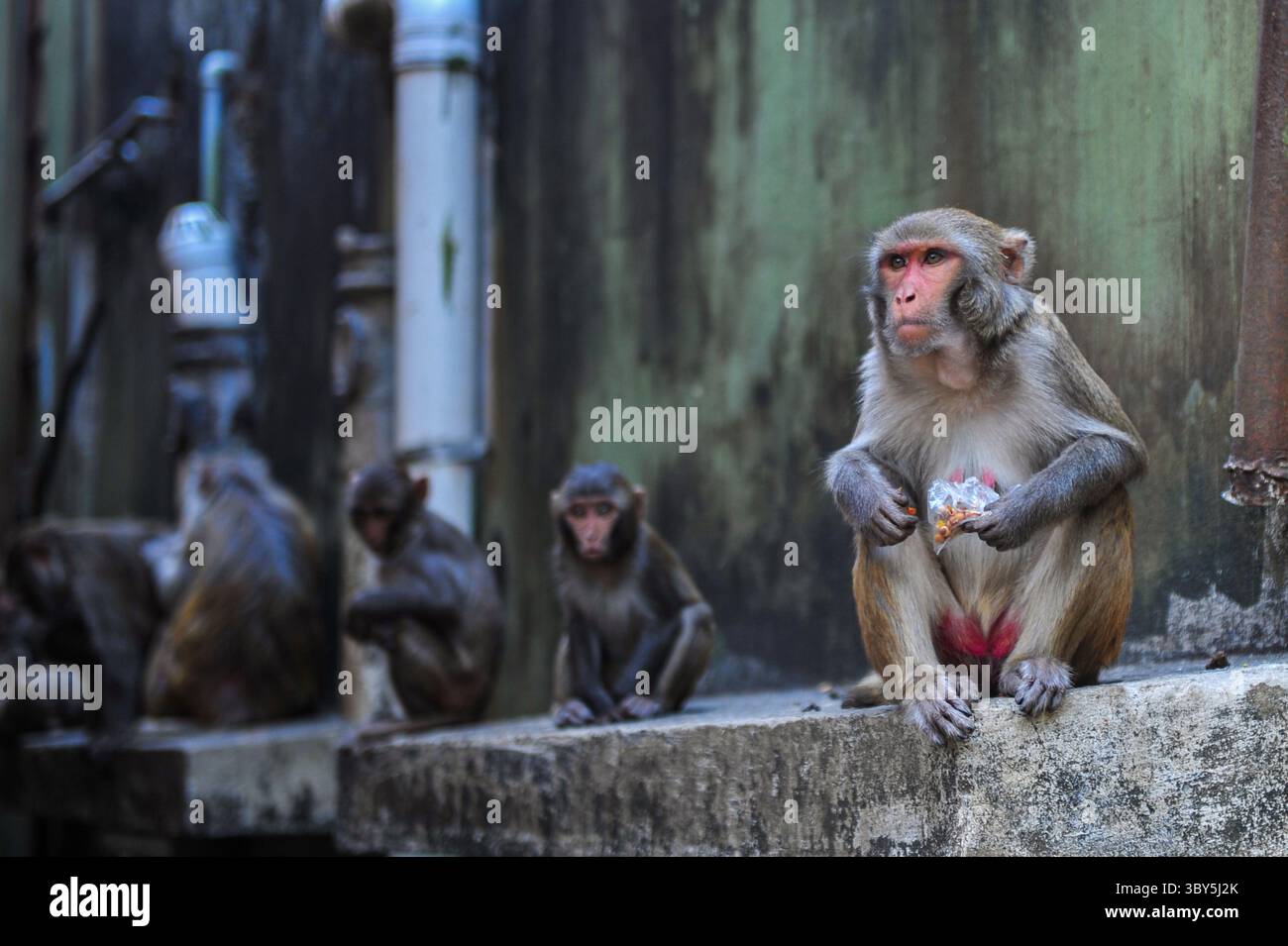 März 2022: 3. März 2022. Sylhet-Bangladesch : diese Affen leben seit Hunderten von Jahren im Schrein von Chasni PIR in Sylhet. Aufgrund der Urbanisierung sind die umliegenden Wälder ausgestorben. Diese Affen sind jetzt völlig von Menschen abhängig. Viele Wohngebiete wurden am Fuße der Tillar im Bereich des Schreins von Chasani PIR gebildet. Einige der Affen hängen auf den Dächern, Gesimsen, Fenstern und sitzen an den Wänden dieser Häuser. (Bild: © MD Rafayat Haque Khan/ZUMA Press Wire) Stockfoto