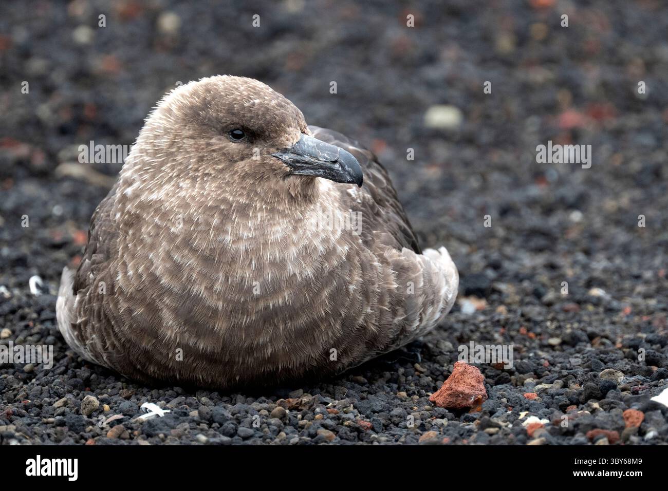 Eine antarktische braune Skua (Stercorarius antarcticus) liegt am Strand von Whalers Bay, Deception Island, South Shetland Islands, Antarktis Stockfoto