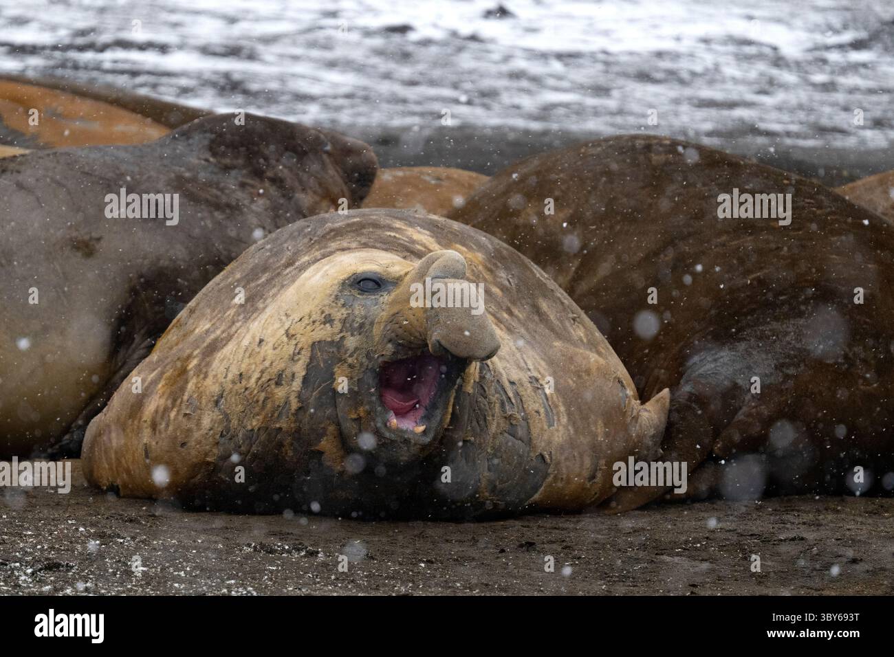 Ein männlicher Südseelefant Seal (Mirounga leonina) mit offenem Mund entspannt sich während eines Schneesturms, zusammen mit anderen anziehenden Elefantenrobben an einem Strand in der Nähe von Ha Stockfoto