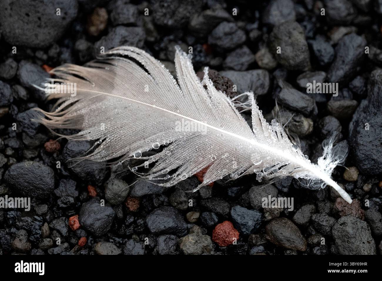 Eine mit Tautropfen bedeckte Feder liegt am Strand von Whalers Bay, Deception Island, South Shetland Islands, Antarktis Stockfoto