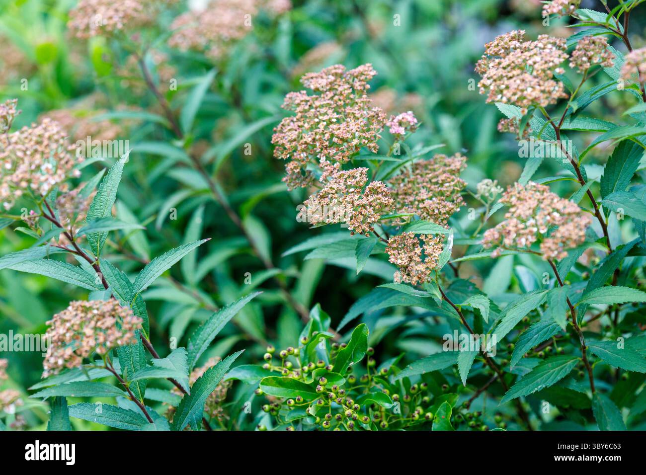 Nahaufnahme eines Spirea japonica Strauchs mit kleinen rosa-beigen Blüten und leuchtend grünen Blättern. Stockfoto