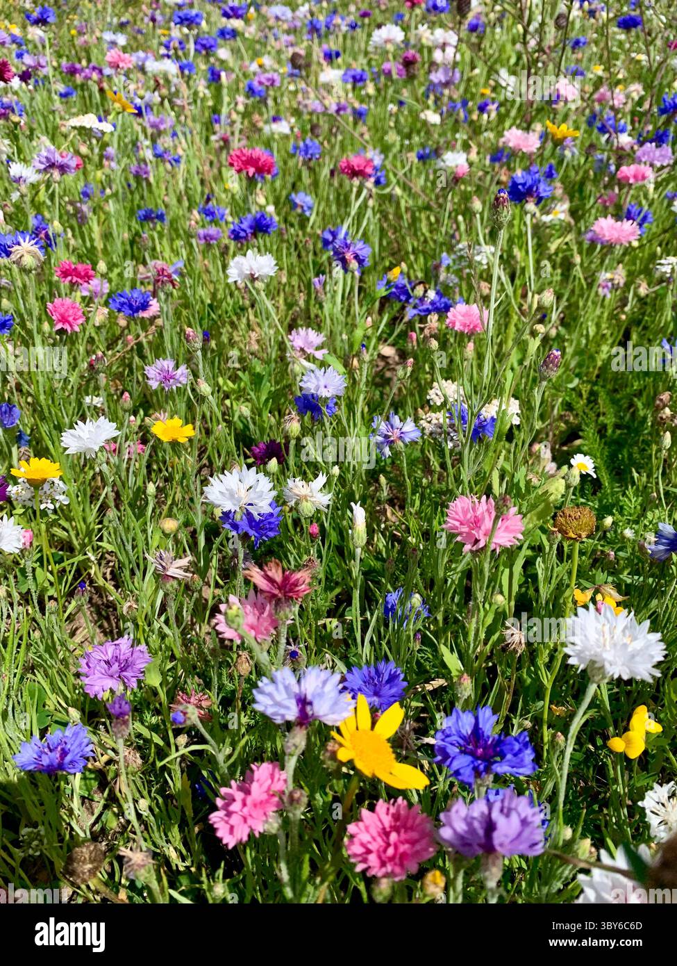 Hübsche bunte Kornblumen auf einem Feld - Smartphone-aufgenommenes Stockfoto