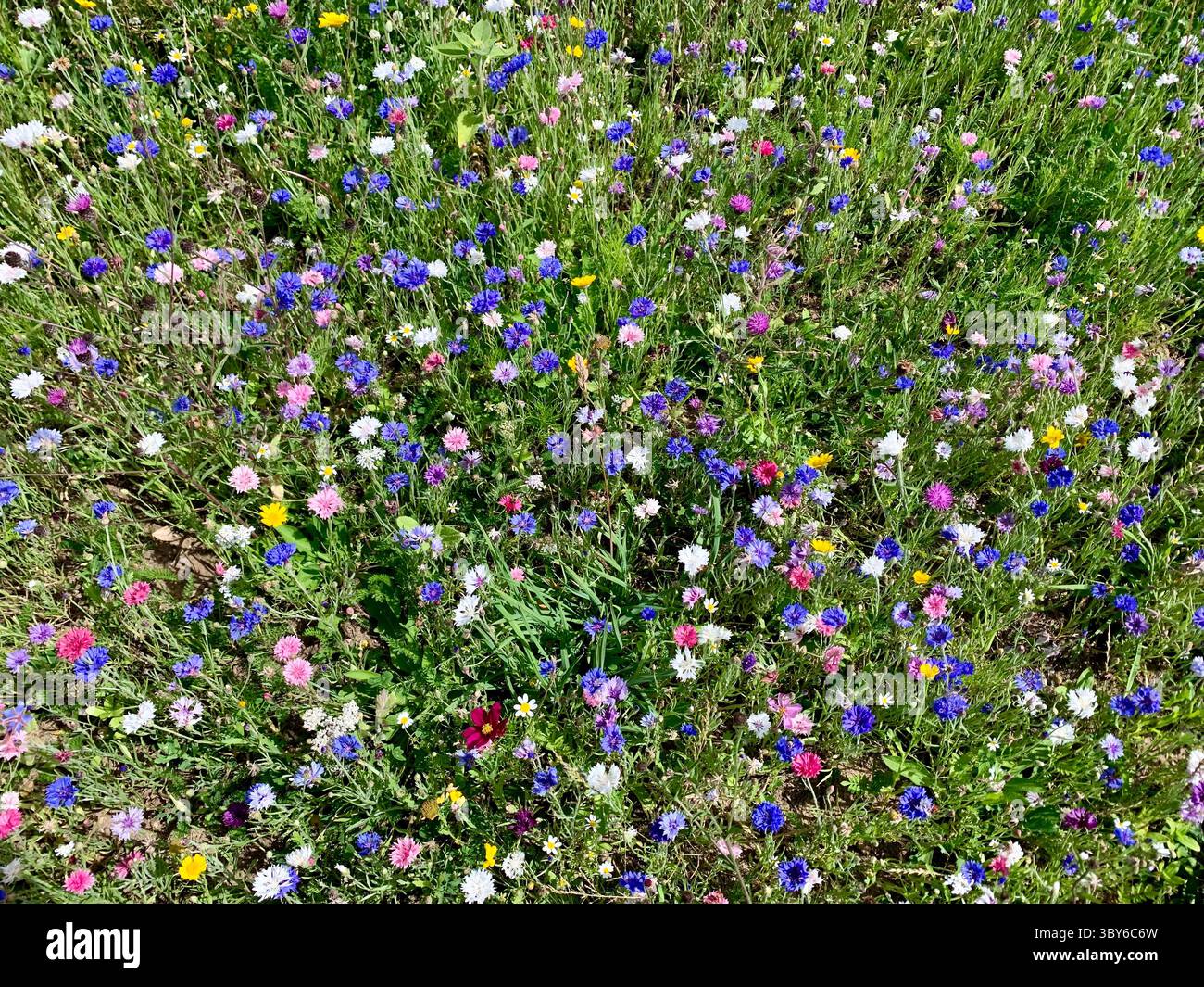 Hübsche bunte Kornblumen auf einem Feld - Smartphone-aufgenommenes Stockfoto
