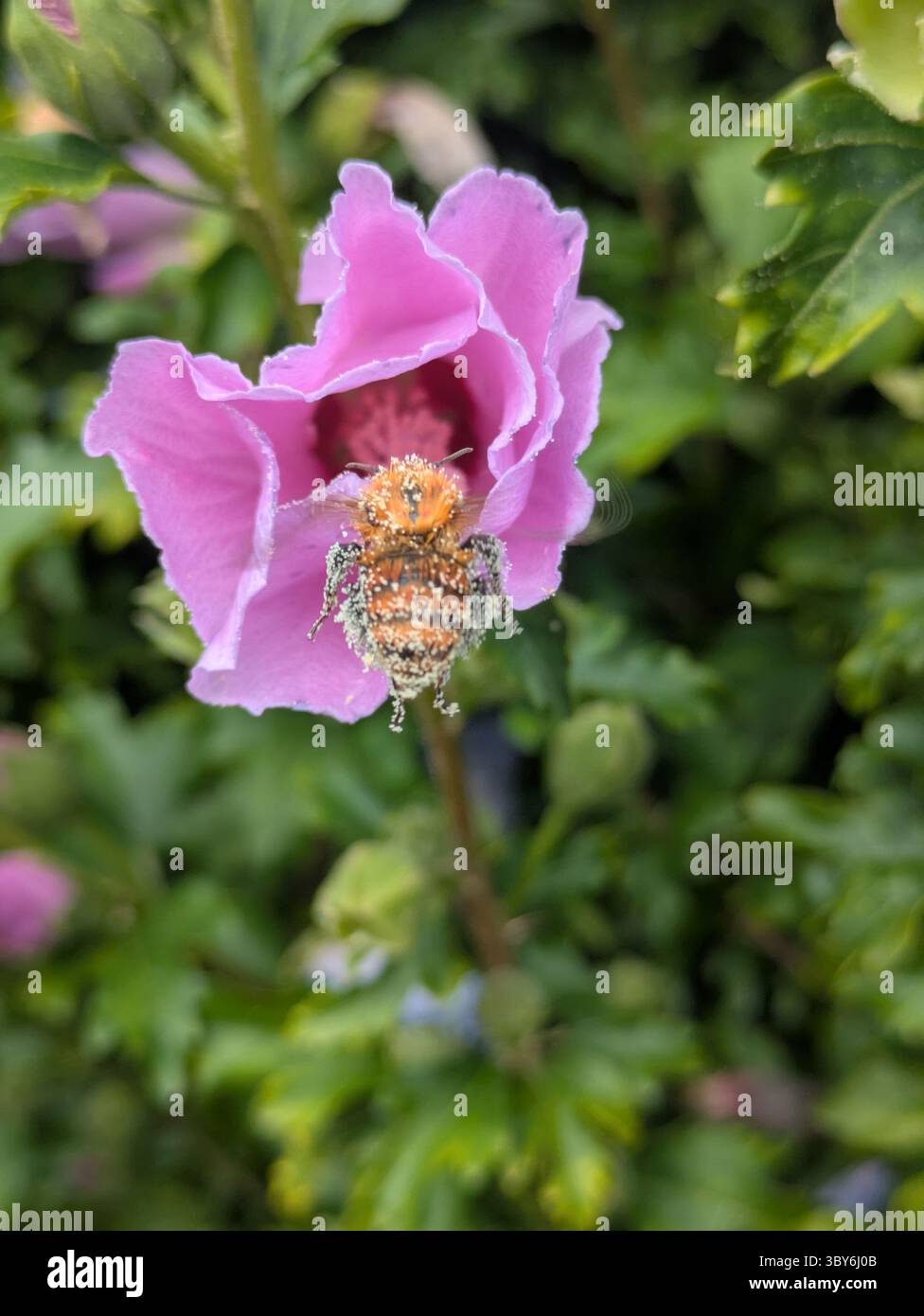 Orange Biene bedeckt mit Pollen in einer rosa Blume Stockfoto
