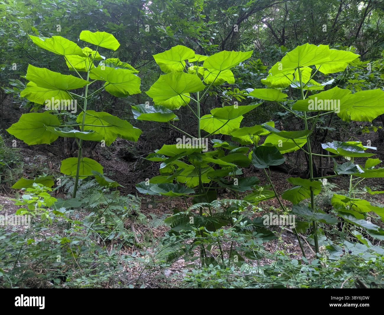 Pflanze mit großen Blättern, die in der Sonne leuchten Stockfoto